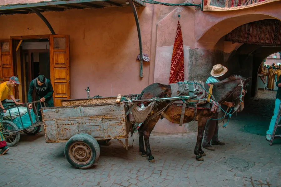 Donkey cart passing through a historic pink clay alley in Marrakech medina
