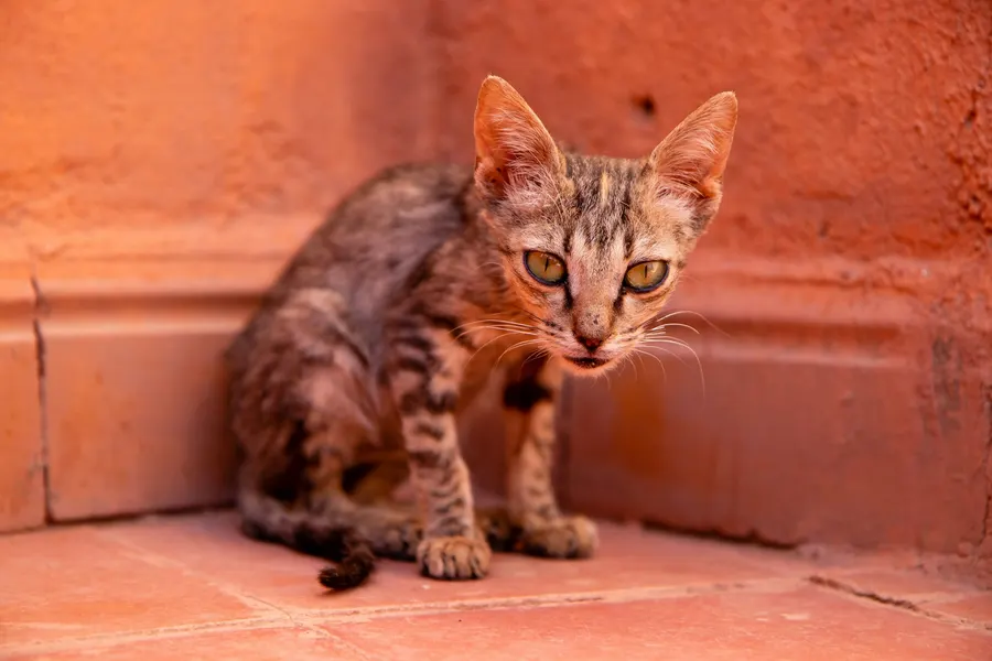 Medina kitten sitting in the corner of a terracotta tiled courtyard