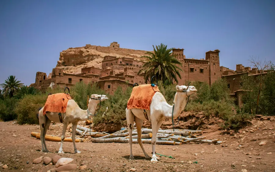 White dromedaries with saddle blankets resting in front of Ait Ben Haddou