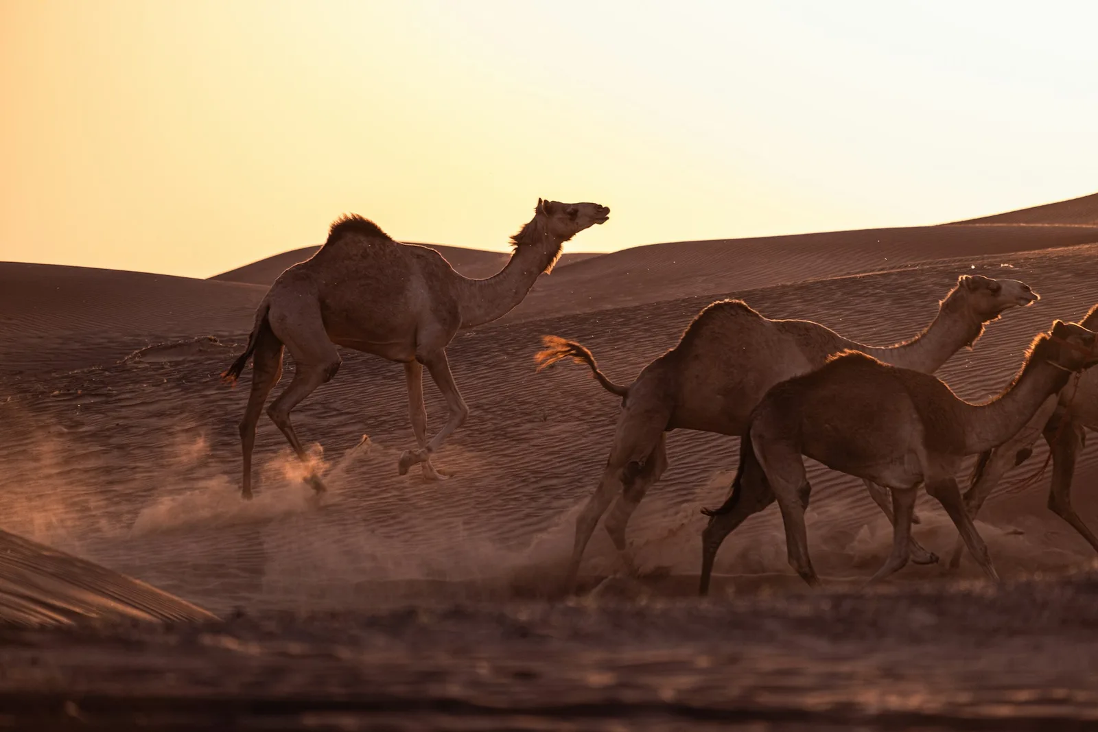 Camels galloping across golden Sahara dunes in the sunset light