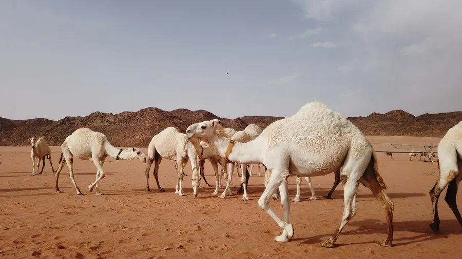 Herd of dromedary camels grazing on sandy plains in the desert