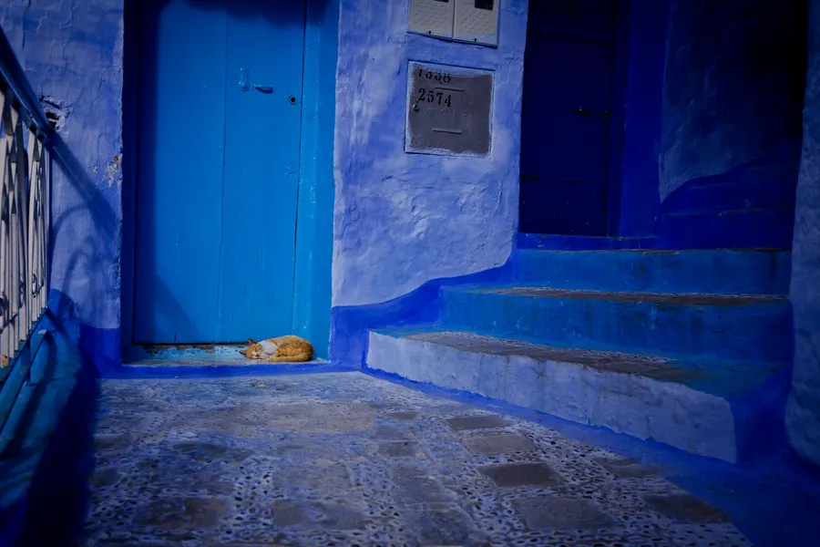 Cat sleeping by a bright blue doorway and stairs in Chefchaouen