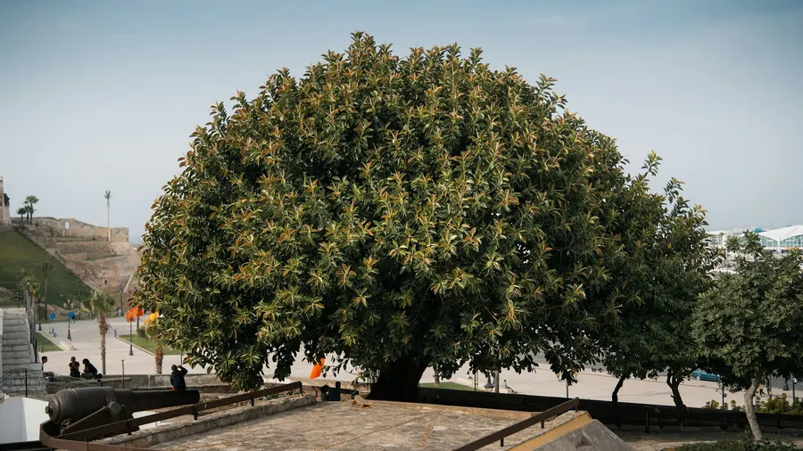 Historic ficus tree and cannon ramparts at Mendoubia Gardens in Tangier