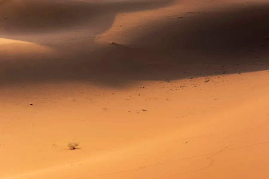 Desert shrub growing on wind-rippled sand in the Sahara Desert