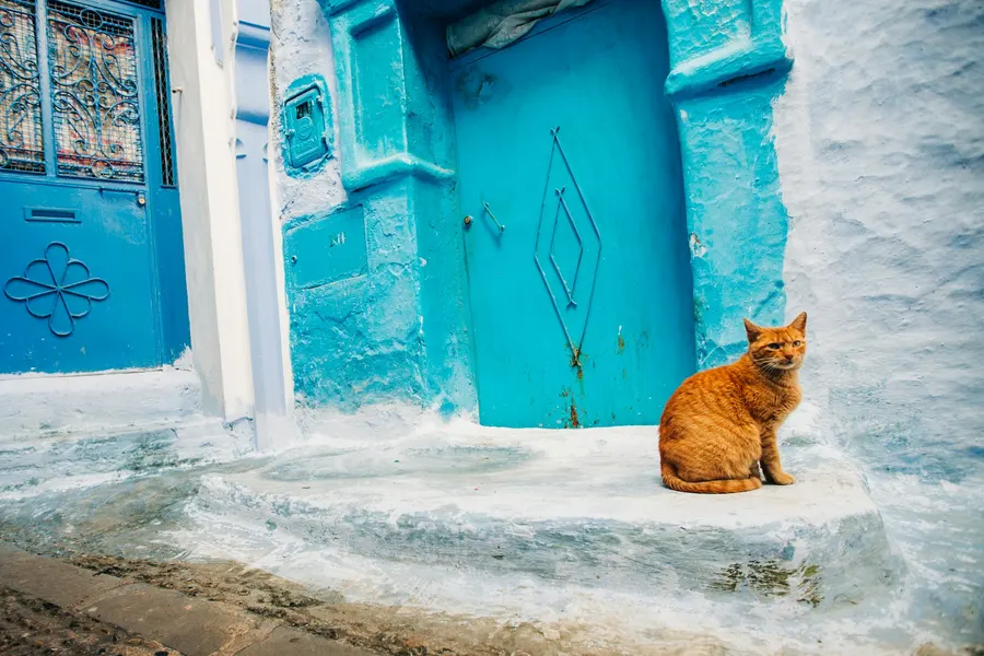Ginger cat sitting on a whitewashed step beside a blue door in Chefchaouen