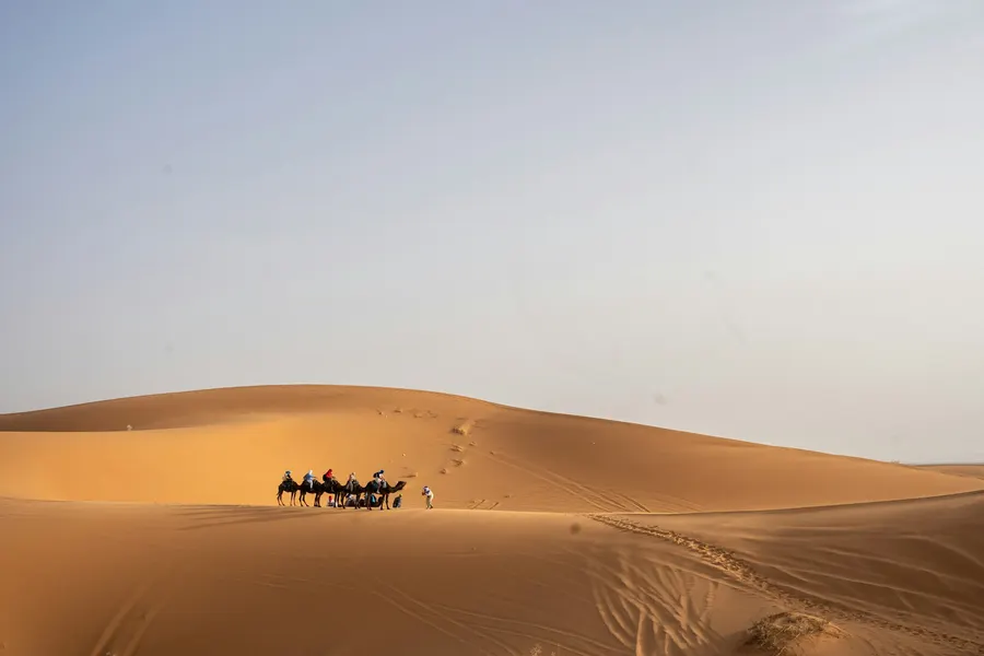 Camel caravan traversing the wide Erg Chebbi sand dunes near Merzouga