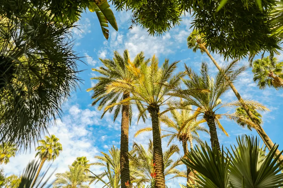 Tall date palm trees against blue sky in a lush Moroccan oasis