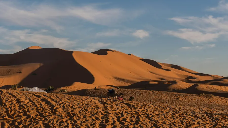 Resting camel in front of high sand dunes and desert camp in Erg Chebbi