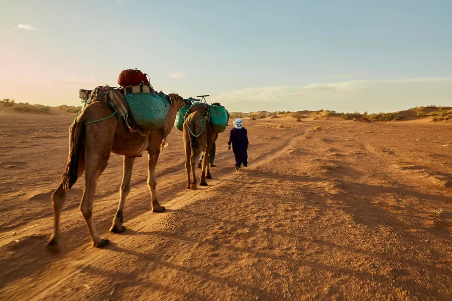 Rippled golden dunes and blue sky in the Merzouga desert