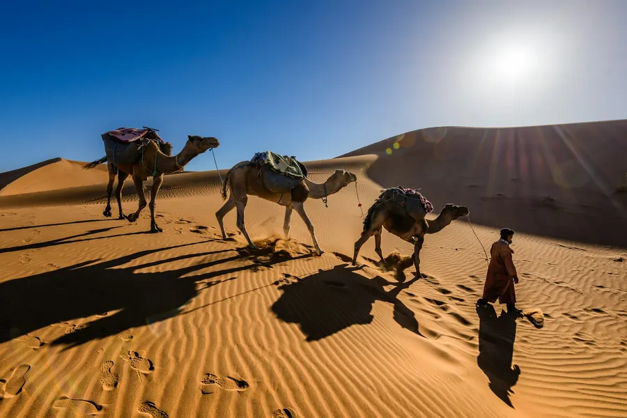 Guida berbera in tunica tradizionale che guida i dromedari sulle dune del Sahara
