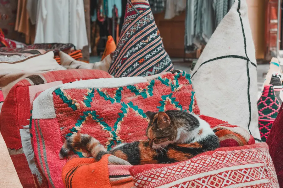 Gatto che riposa su tappeti in lana intrecciati a mano in un souk marocchino