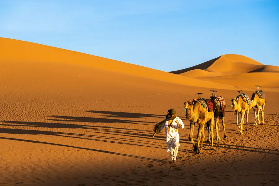 Carovana di dromedari che solca le dune di Erg Chebbi nella luce pomeridiana