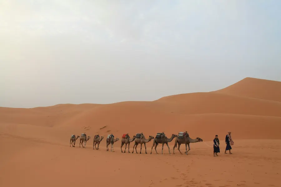 Camel caravan walking along the crest of Erg Chebbi dunes at sunset