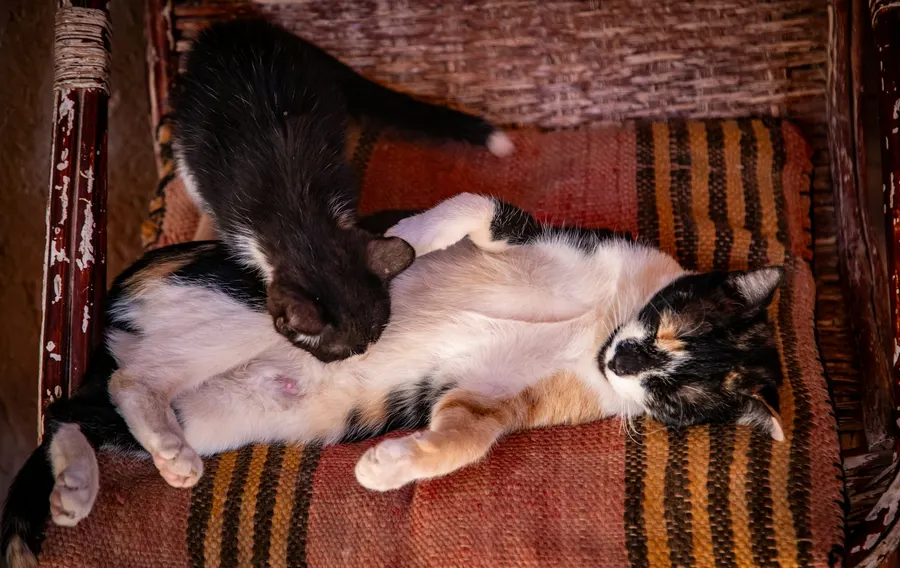Gata madre cuidando de su cría sobre un cojín bereber artesanal en un riad