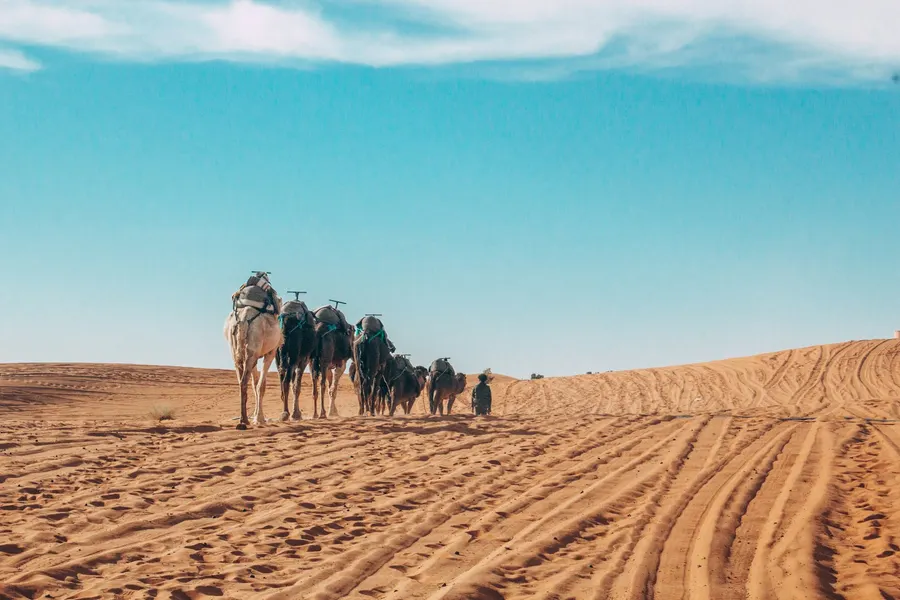 Camel caravan traversing the golden ridge of Erg Chebbi sand dunes