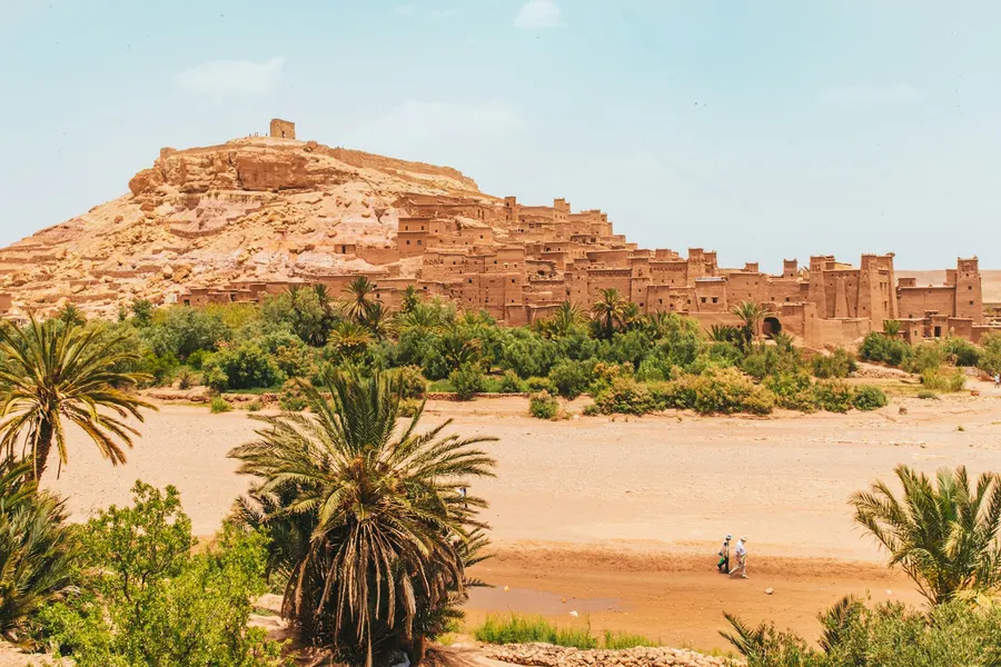 Cedar trees in the Middle Atlas Mountains where wild macaques live