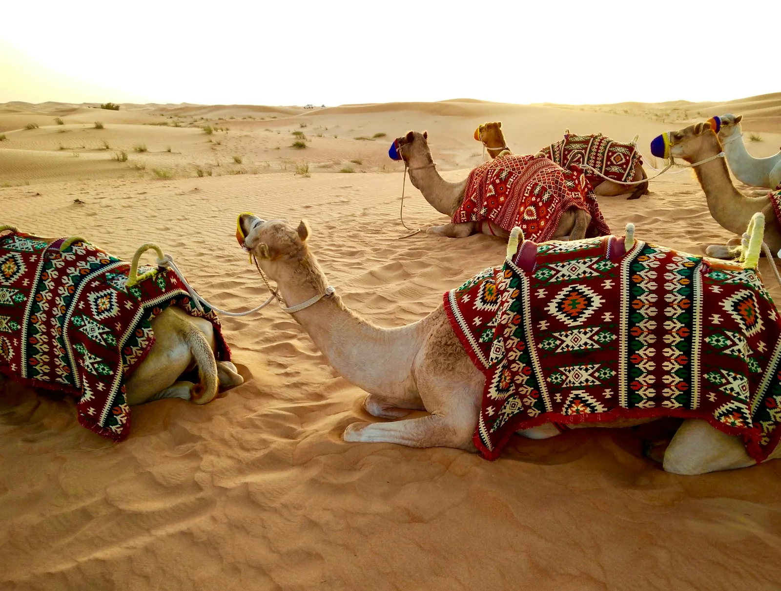 Sunset casting warm orange glow across the sand dunes of Erg Chebbi